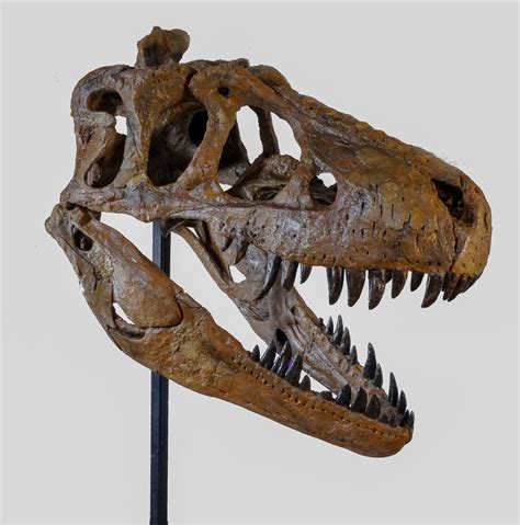 Skull Daspletosaurus - 4254503913 - - DeMuseumwinkel.com