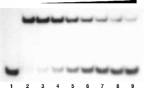 Figure 1 From Peptide Dna Conjugates As Tailored Bivalent Binders Of