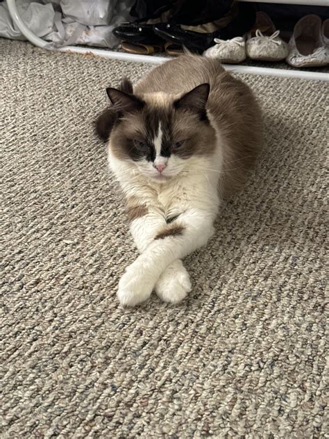 Do ragdoll actually grow until they are 4? : r/ragdolls