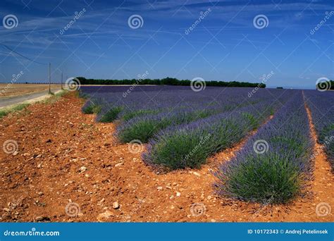 Lavender Fields Stock Photos - Image: 10172343