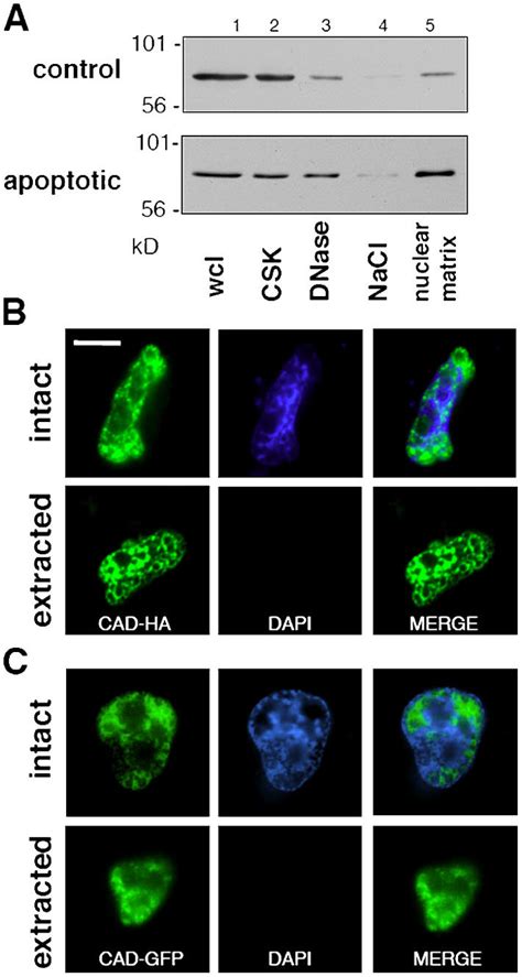 Association of CAD with the nuclear matrix in apoptotic HeLa cells. (A ... 
