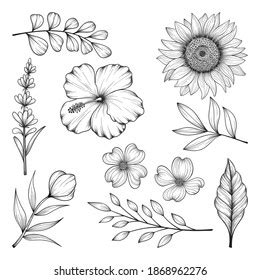 Sketch Sunflowers Monochrome Floral Wildflower Design Stock Vector