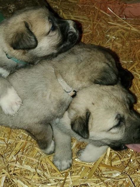 Kangal Dog Puppies For Sale | Silverton, OR #321549