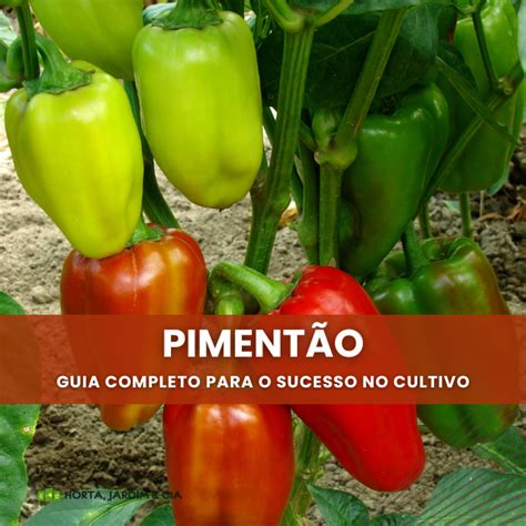 Pimentão Perfeito Segredos Para Cultivar o Melhor Sabor em Seu Jardim