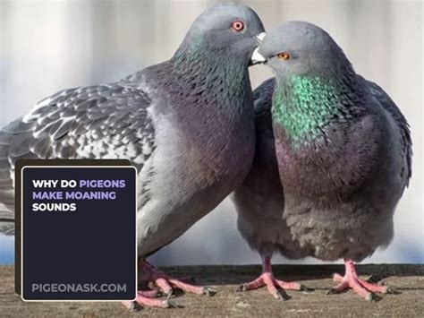 Why Do Pigeons Growl? - Pigeon Ask