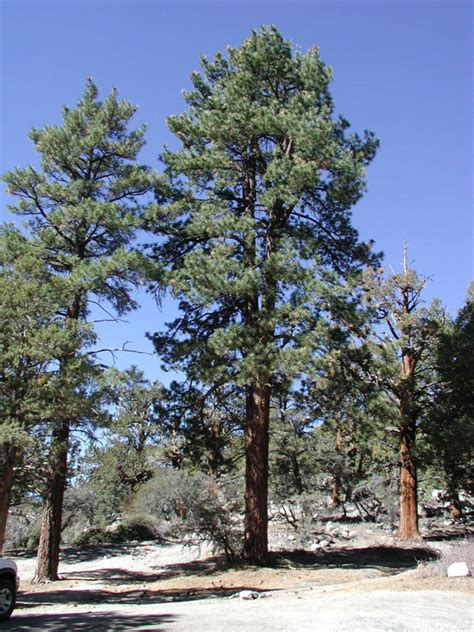 Ponderosa Pine Tree Identification Facts And Pictures