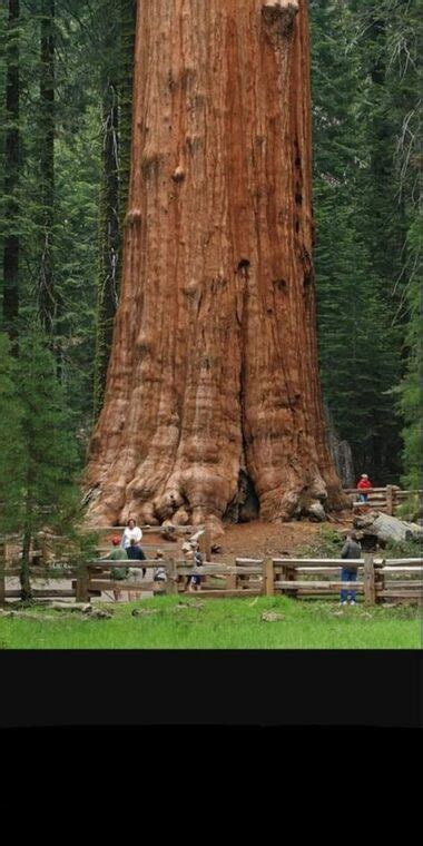 25 SEMILLAS Sequoia Gigante Sequoiadendron Giganteum Semillas Del Mundo