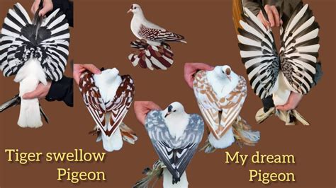 my dream pigeon tiger swellow pigeon #pigeon - YouTube