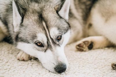 Indoor Dog Fence: A Comprehensive Guide for Owners