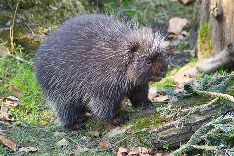 Hedgehog vs Porcupine: What's Their BIG Difference?