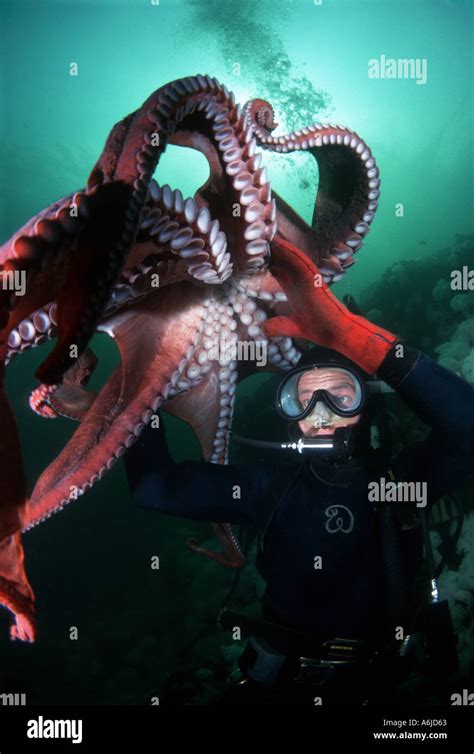 Giant Octopus Attacks Diver