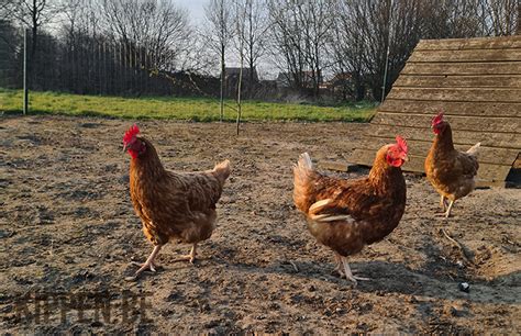 Hoeveel Ruimte Hebben Kippen Nodig Kippen Be