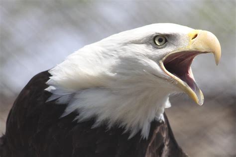 Close Up Of An American Bald Eagle Photograph By Heidi Brandt Fine