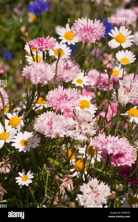 Wild English Cottage garden Flowers Stock Photo - Alamy