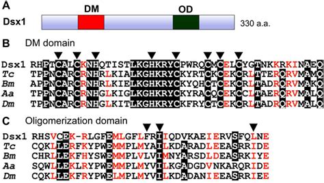 Frontiers Regulation Of Doublesex1 Expression For Environmental Sex