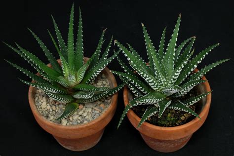 Haworthiopsis Haworthia Attenuata Big Band