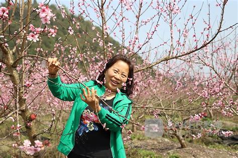 三都：千亩桃花盛开 游客纷至沓来 农田 曾婷 茶花 不负