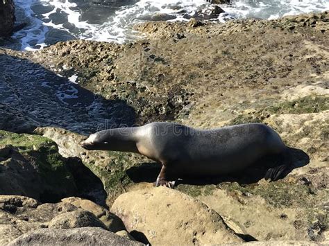 Sea Lion Walking On A Rocky Shore Stock Image Image Of Coast Animal