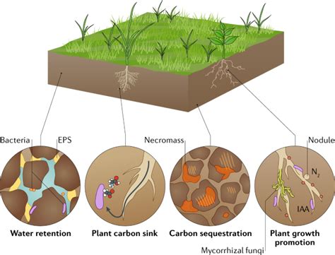 Importance Of Soil Microbiome In Conservation Of Food Ecosystem Fsii