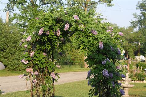 Wisteria Amethyst Falls Prolific Bloomer With Atleast 2 Full Blooms