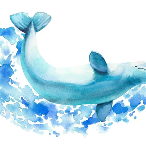 Beluga Whale Framed Canvas Prints | Art Prints