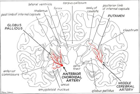 Anterior Choroidal Artery Supply