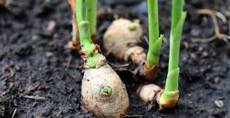 What is Ginger? How to Plant, Grow, and Harvest Ginger Root - Gardeners' Magazine