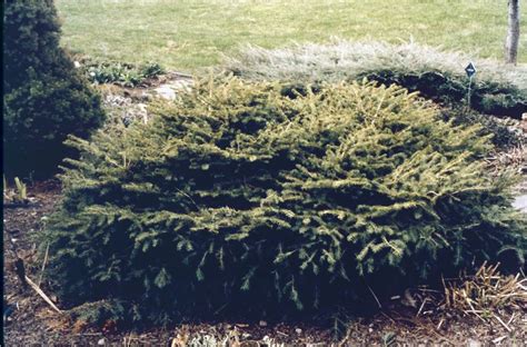 Birds Nest Spruce Cashman Nursery