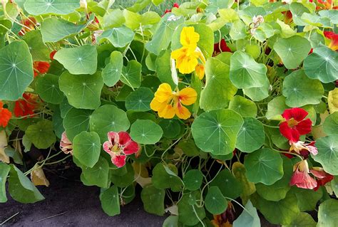Pickled Nasturtium Seeds – Diane's Food Blog