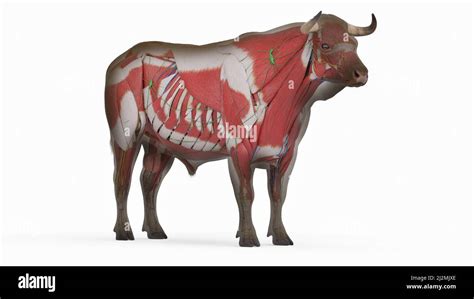 Cattle anatomy, illustration Stock Photo - Alamy