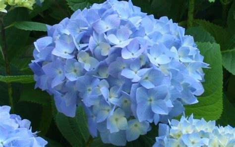 Hydrangea Nikko Blue 1 Gallon Shrub Plants Gardener Direct