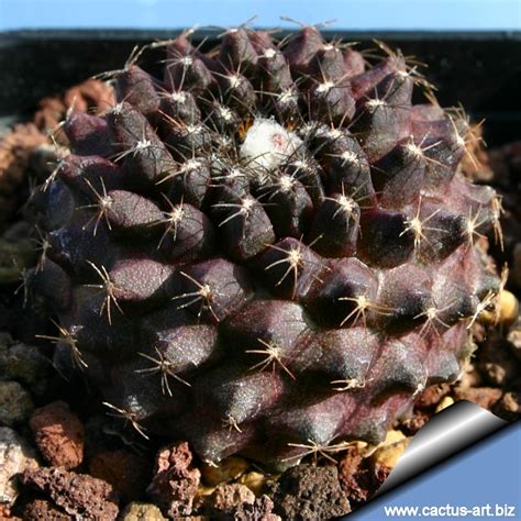 Copiapoa Tenuissima Seeds Shopee Thailand