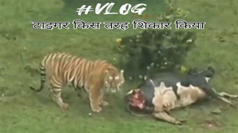 जंगली गाय का शिकार किया टाइगर Satpura Tiger Reserve National Park Madai Get √√ Youtube