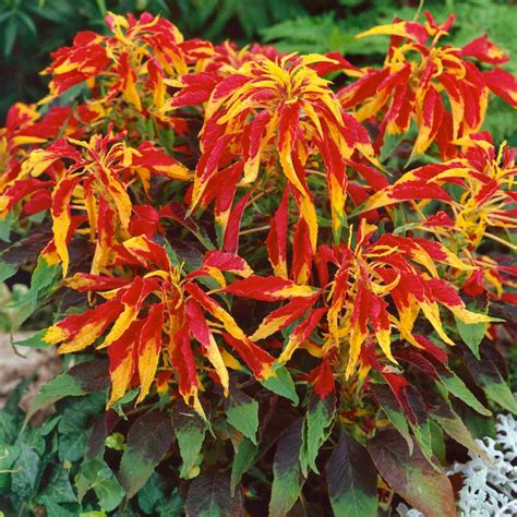 Jims Favorite Amaranthus Flower Garden Seeds