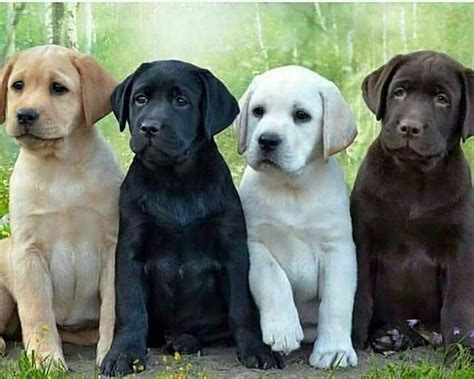 Yeeeep😍😍😍😍😍 #LabradorPuppy | Cute labrador puppies, Black labrador retriever, Retriever puppy