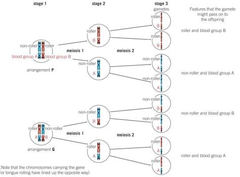 9 2 Meiosis Genetic Variation Diagram Quizlet