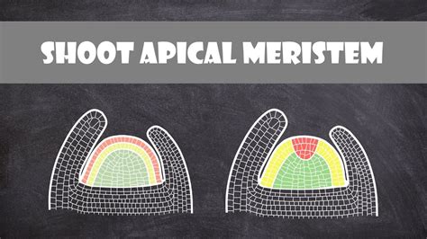 Root Apical And Shoot Apical Meristem