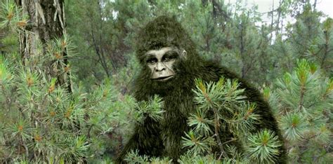 You Probably Don T Know The Real Story Of Sasquatch With Video