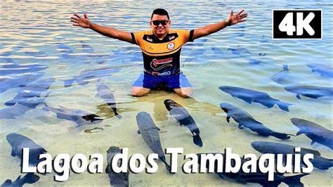 Lagoa Dos Tambaquis Um Para So Incr Vel Em Sergipe Youtube