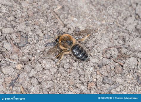 Earth Bees Females And Males On The Ground During Reproduction And Love