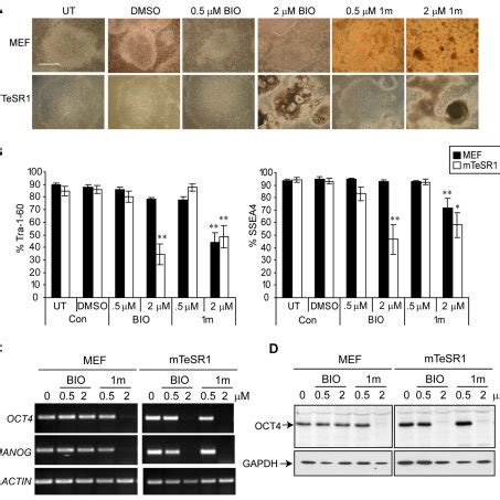 Treatment Of Hescs With Gsk Inhibitors Induces Differentiation