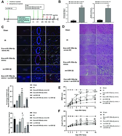 Mir A P From Bmsc Derived Exosomes Promotes Proliferation Of