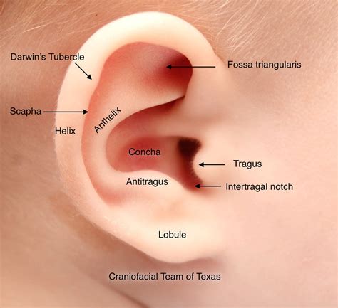 Anatomy Of Outer Ear