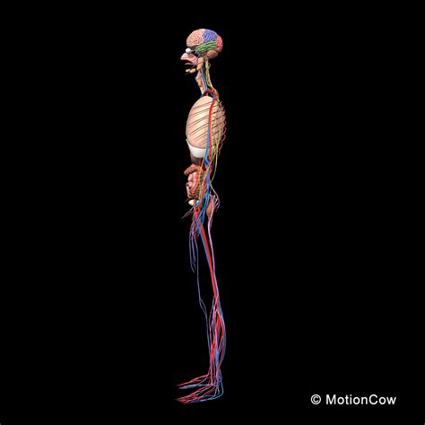 3d model human anatomy nervous systems