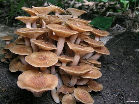 Armillaria Tabescens MushroomExpert