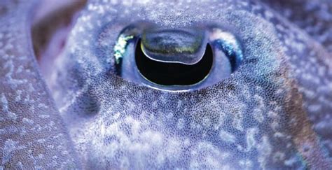 Eye Eye Eye—its Easy To Sea That Cephalopod Eyes Are Something