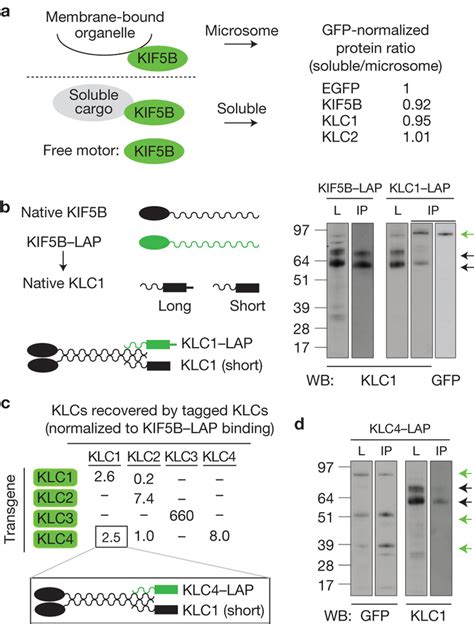 KIF5B Binds KLC Heterodimers In HeLa Cells A Quantification Of