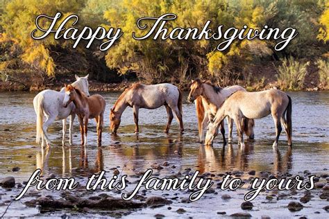 The feeling of gratitude - Salt River Wild Horse Management Group