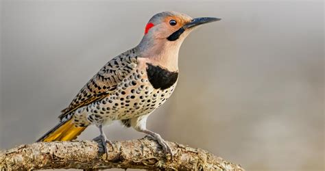 Northern Flicker Overview All About Birds Cornell Lab Of Ornithology