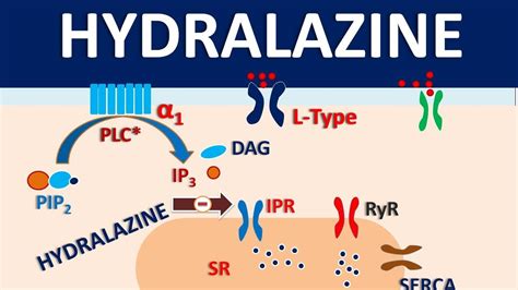 Hydralazine || How it acts as vasodilator ? - YouTube